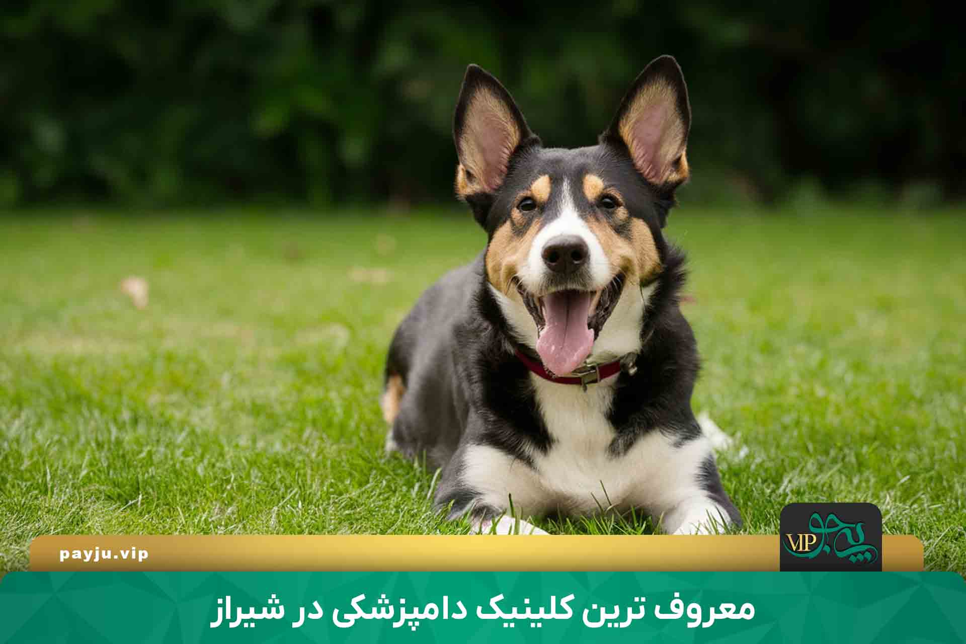 کلینیک دامپزشکی در شیراز