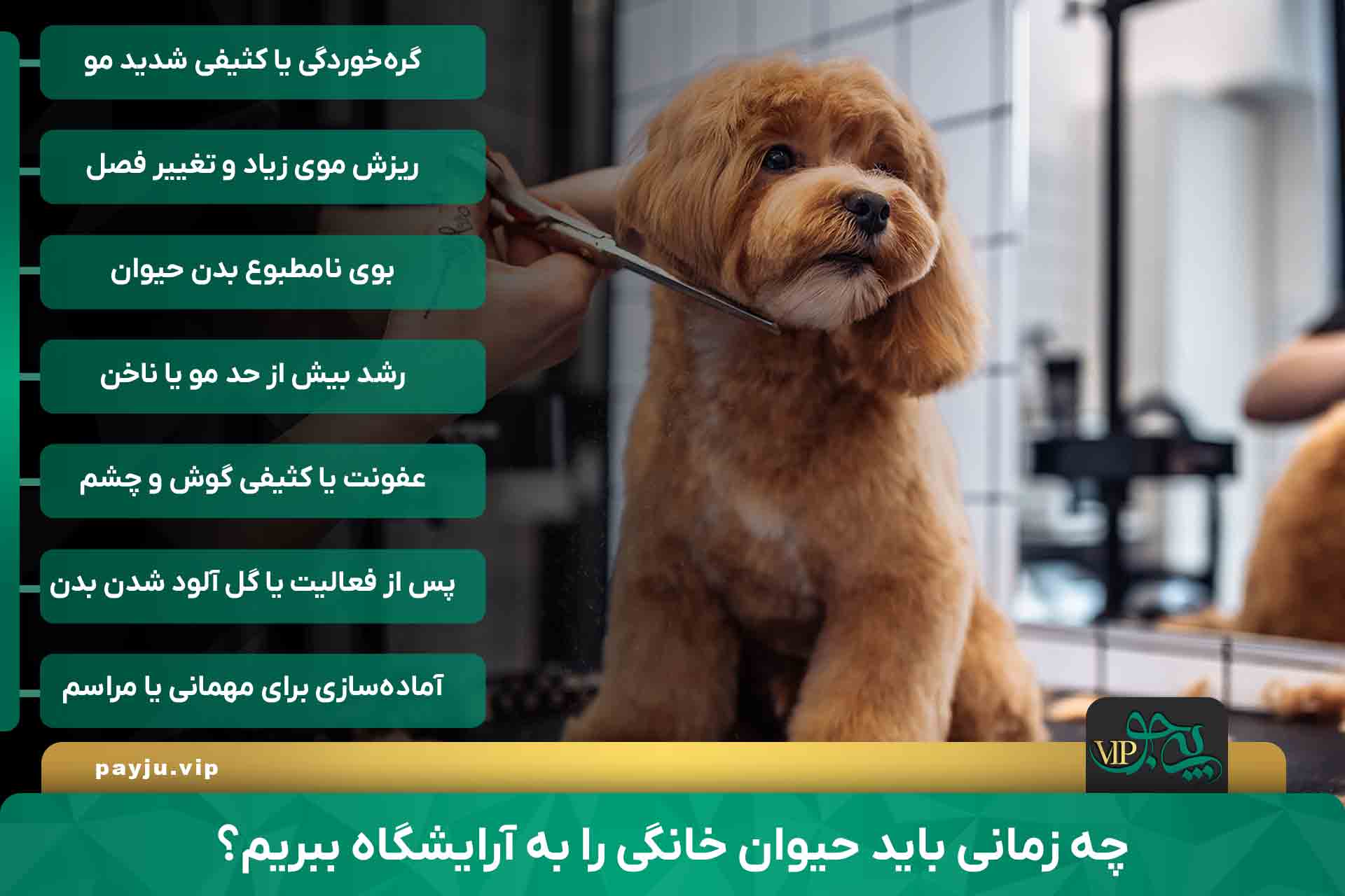 بهترین آرایشگاه حیوانات خانگی در شیراز