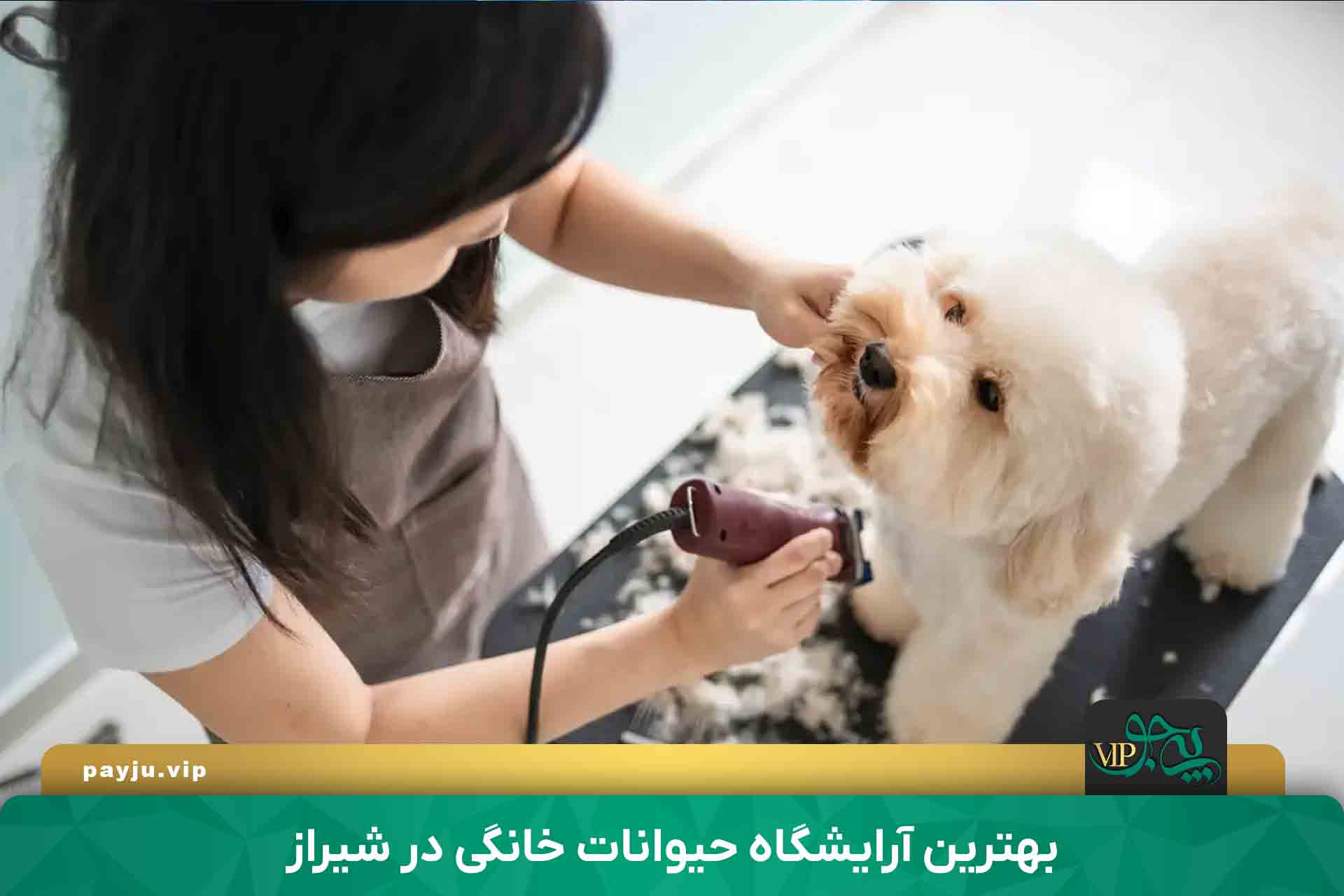 بهترین آرایشگاه حیوانات خانگی در شیراز